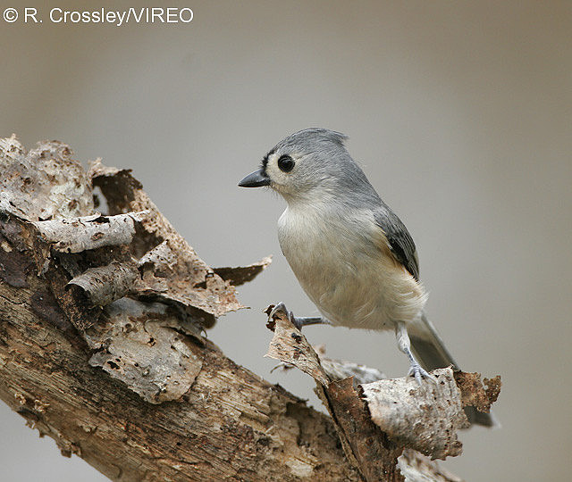 Tufted Titmouse